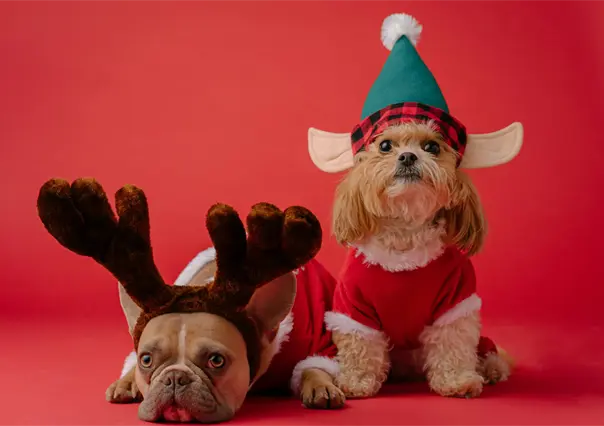 &iquest;C&oacute;mo proteger a tus mascotas en esta temporada invernal en Yucat&aacute;n? Aqu&iacute; algunas recomendaciones