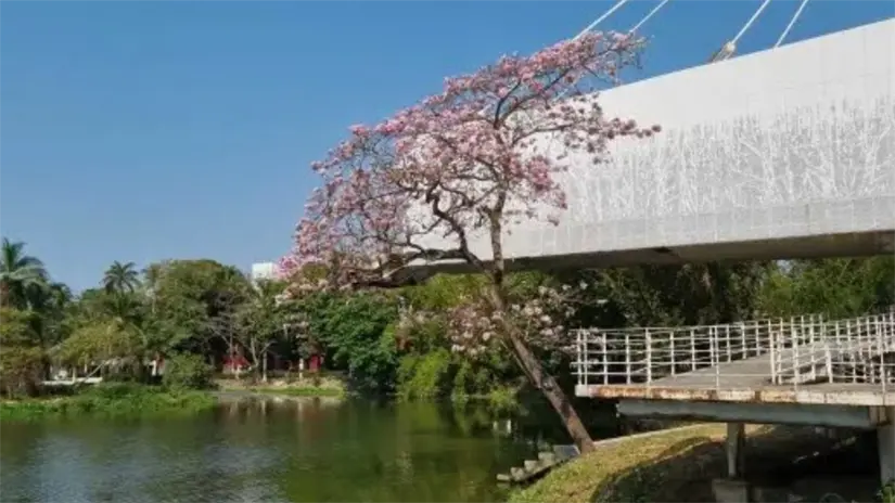 imagen recuadro Laguna de las ilusiones en Villahermosa/Foto: Armando de la Rosa