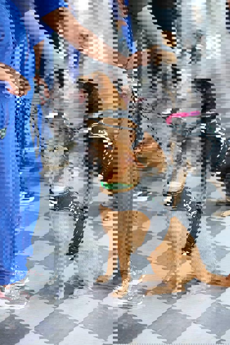 imagen-cuerpo imagen-cuerpo