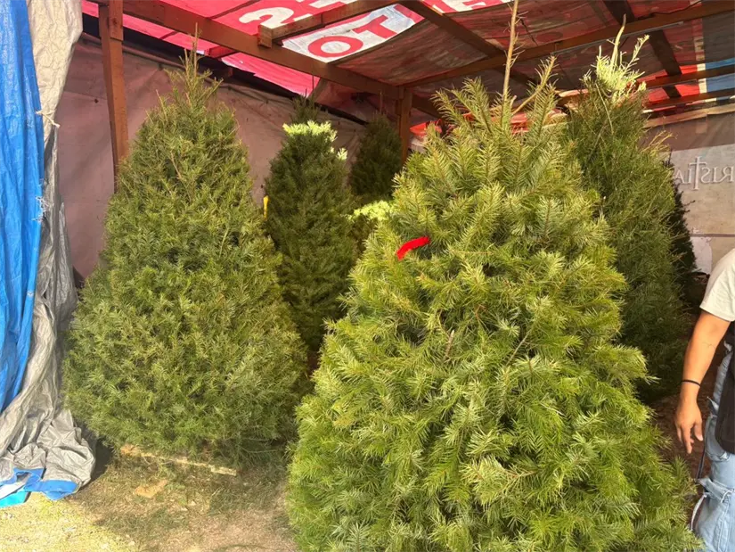 imagen recuadro Árbol natural de Navidad. Foto: POSTA.