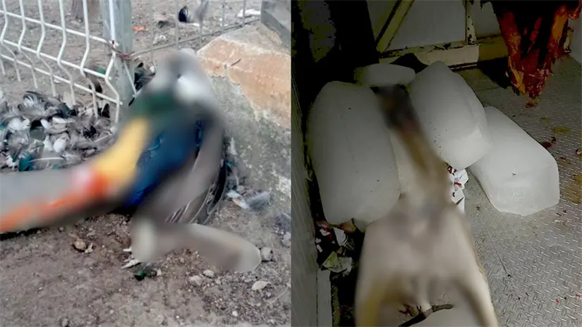 imagen recuadro Animales muertos en el zoológico del Parque Ehécatl. Foto: X/ @Alerta_Ecatepec (Canva)