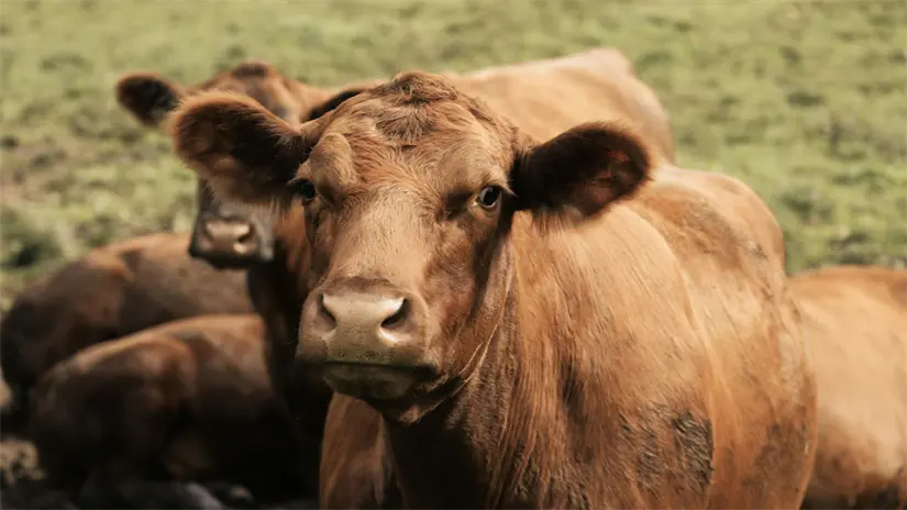 imagen recuadro Foto: Biblioteca Canva.