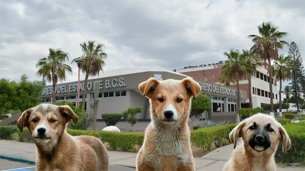 Baja California Sur aprueba la "Ley Santos": dueños serán sancionados por ataques de animales
