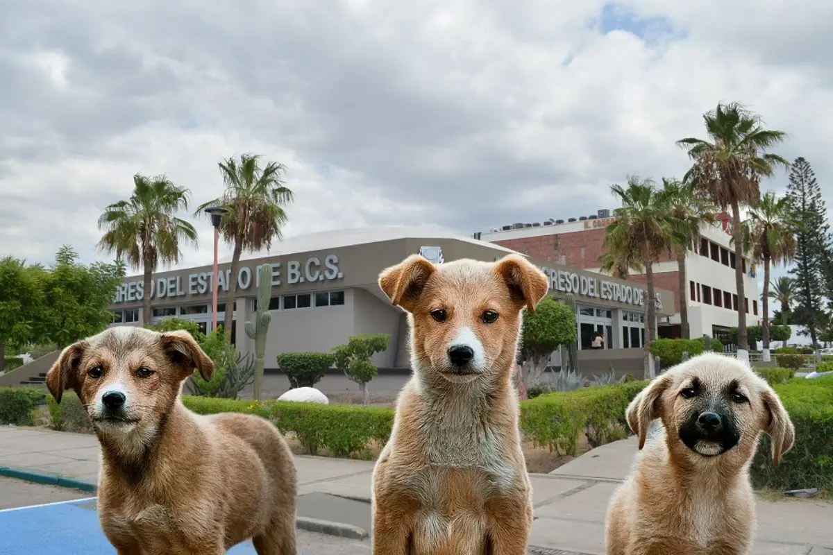 Foto: Congreso de Baja California Sur | Foto: Biblioteca Canva