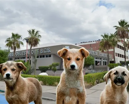 Baja California Sur aprueba la "Ley Santos": due&ntilde;os ser&aacute;n sancionados por ataques de animales