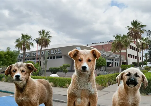 Baja California Sur aprueba la "Ley Santos": due&ntilde;os ser&aacute;n sancionados por ataques de animales