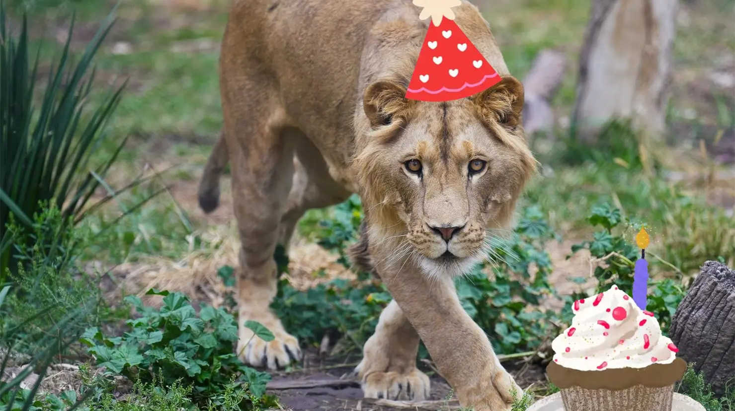 El león Carlitos cumple 2 años y el Zoológico Sahuatoba prepara un festejo en su honor. | Foto: Especial.