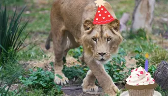 Carlitos, el tierno león del zoológico de Durango cumple 2 años y así festeja