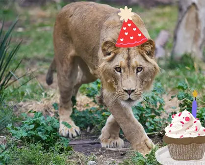 Carlitos, el tierno león del zoológico de Durango cumple 2 años y así festeja