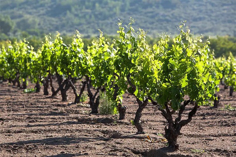 imagen recuadro Foto: Tomás Castelazo.