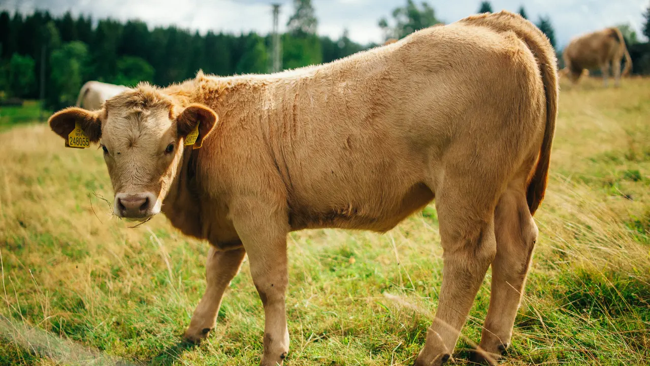 En Tamaulipas, autoridades reportan que no se han detectado nuevos casos gusano barrenador | Foto: Freepik