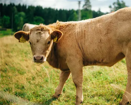 Exportación de ganado de Tamaulipas a Estados Unidos sigue varado y afectando a productores