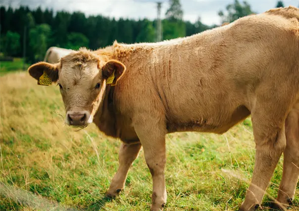 Exportación de ganado de Tamaulipas a Estados Unidos sigue varado y afectando a productores
