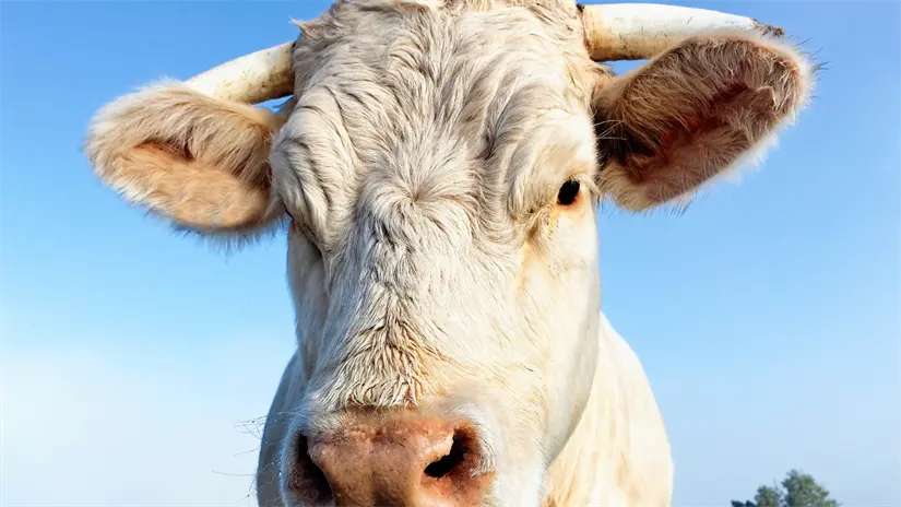 imagen recuadro Mas de 1.1 millones de ganado se encuentra suspendido hacia los Estados Unidos | Foto: Freepik