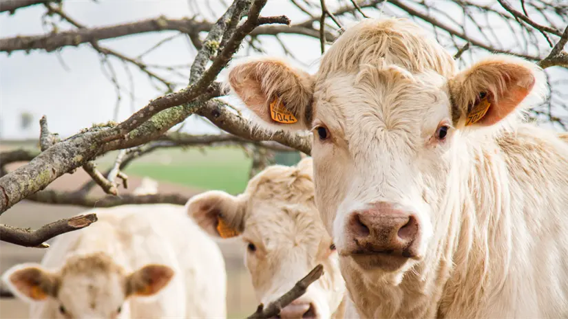 imagen recuadro Se han detectado 894 casos activos de gusano barrenador | Foto: Freepik