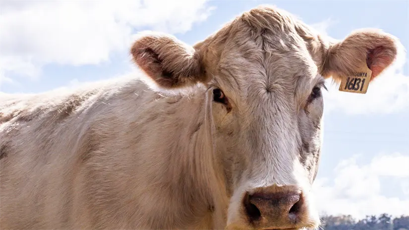 imagen recuadro La exportación de ganado podría estarse presentando para el primer semestre de 2026 | Foto: Freepik