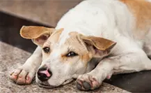 ¿Planeas regalar una mascota en Navidad? Autoridades y rescatistas de Durango recomiendan esto ¿Planeas regalar una mascota en Navidad? Autoridades y rescatistas de Durango recomiendan esto