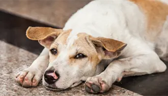 ¿Planeas regalar una mascota en Navidad? Autoridades y rescatistas de Durango recomiendan esto