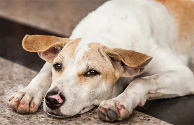 ¿Planeas regalar una mascota en Navidad? Autoridades y rescatistas de Durango recomiendan esto