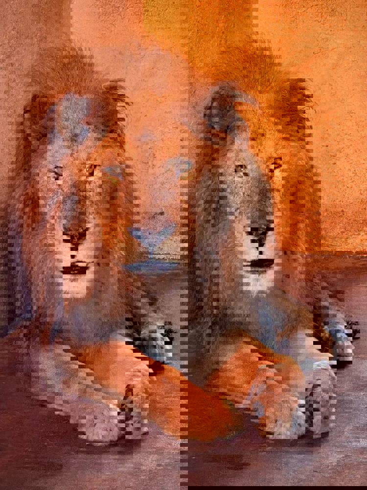 imagen-cuerpo imagen-cuerpo