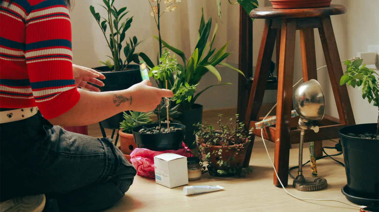 3 plantas indestructibles y perfectas para tener en casa todo el año. Foto: Canva.