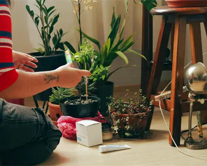 Plantas indestructibles: Las 3 mejores para tener en interior todo el año