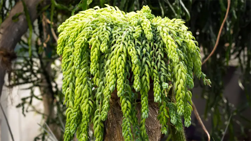 La cola de burro es una suculenta colgante que crece frondosa con luz indirecta brillante. Foto: Canva.