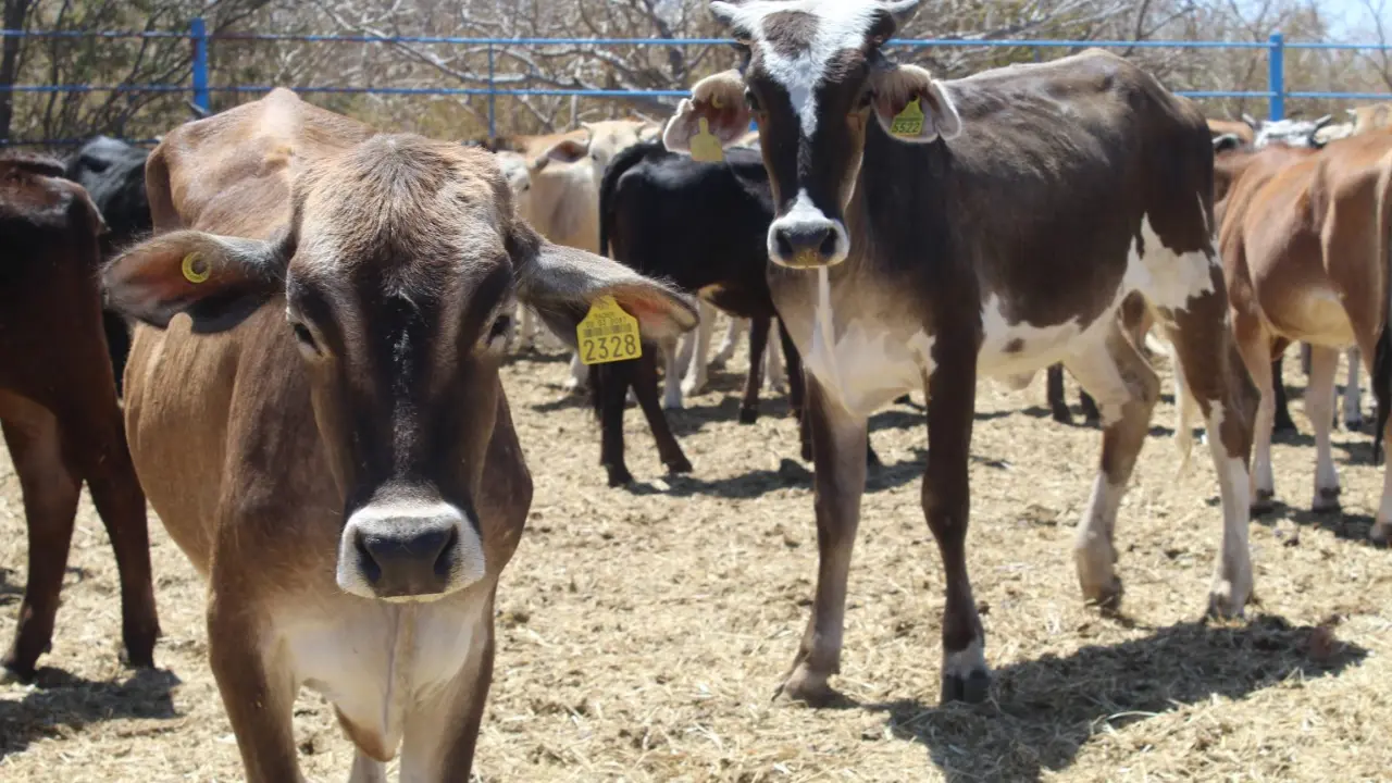 Foto: Gobierno de BCS.