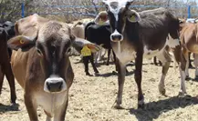 Por alerta nacional de gusano barrenador extreman medidas sanitarias en BCS Por alerta nacional de gusano barrenador extreman medidas sanitarias en BCS