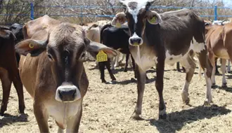 Por alerta nacional de gusano barrenador extreman medidas sanitarias en BCS