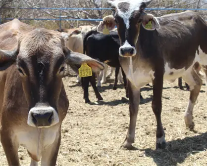 Por alerta nacional de gusano barrenador extreman medidas sanitarias en BCS