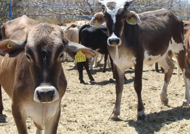 Por alerta nacional de gusano barrenador extreman medidas sanitarias en BCS