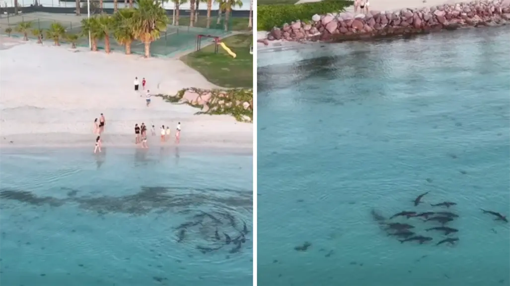 Tiburones junto a Costa Baja en La Paz: así los grabaron