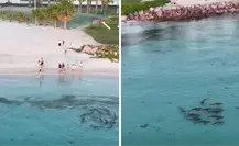 Tiburones junto a Costa Baja en La Paz: así los grabaron