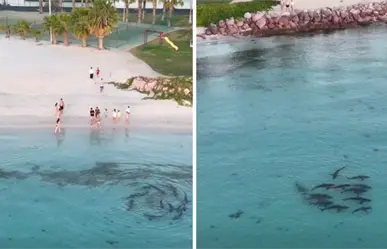 Tiburones junto a Costa Baja en La Paz: así los grabaron