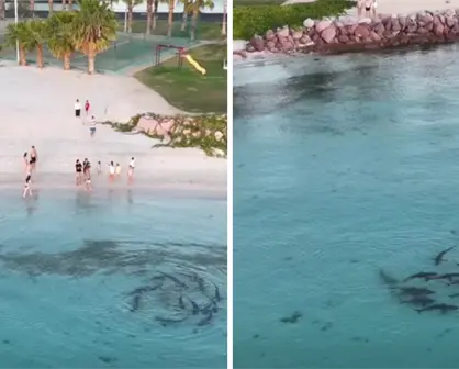 Tiburones junto a Costa Baja en La Paz: así los grabaron