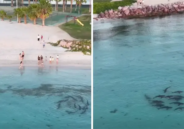 Tiburones junto a Costa Baja en La Paz: así los grabaron