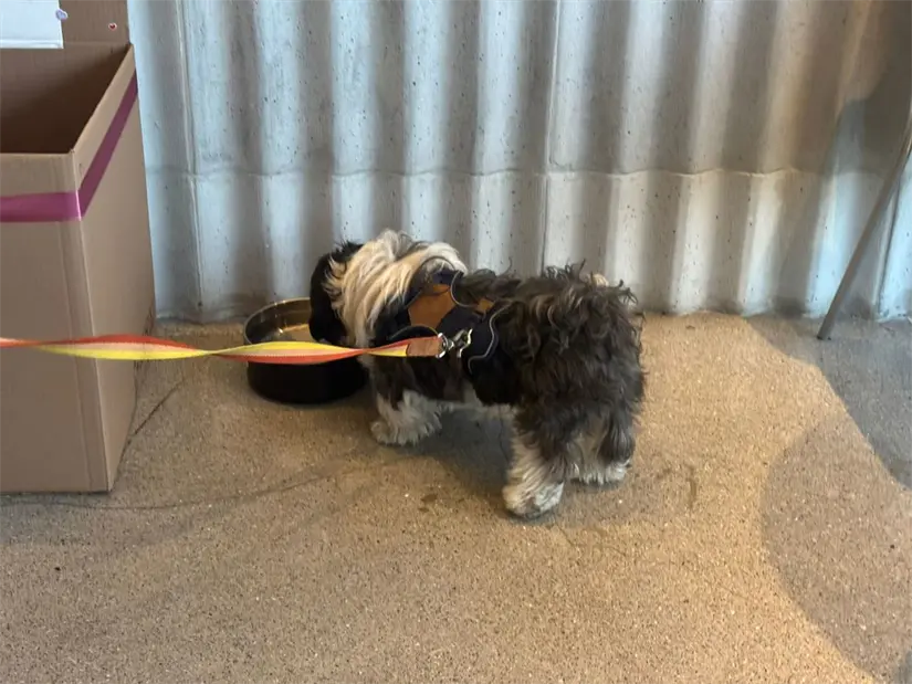 imagen recuadro Clienta sensibilizada con los perros en situación de calle. Foto: POSTA.