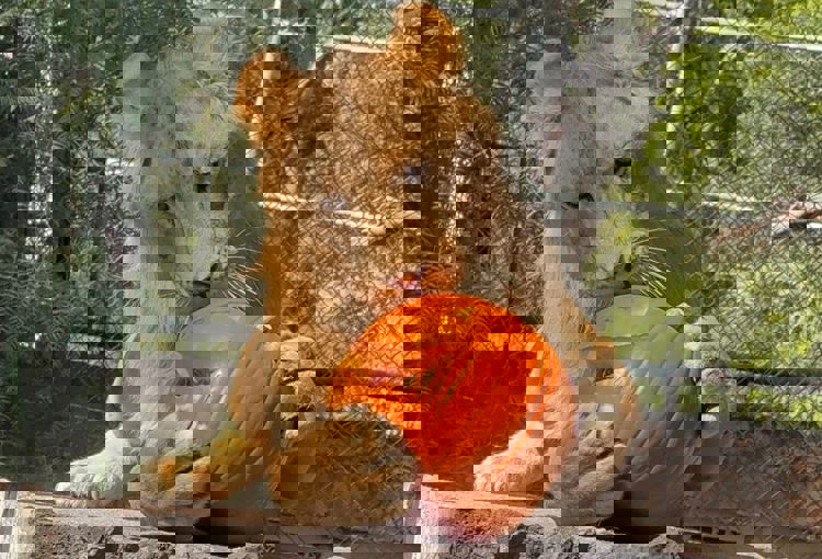 imagen-cuerpo imagen-cuerpo