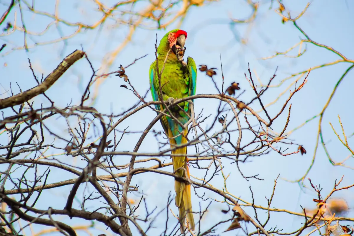 El municipio de Jaumave busca convertirse, durante tres días, en un epicentro de conservación, turismo de naturaleza y cultura con la celebración del Tercer Festival Guacamaya Verde. Foto: Página Turismo Jaumave