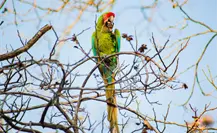 De esto trata el Tercer Festival Guacamaya Verde en Tamaulipas De esto trata el Tercer Festival Guacamaya Verde en Tamaulipas