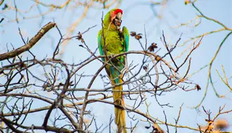De esto trata el Tercer Festival Guacamaya Verde en Tamaulipas