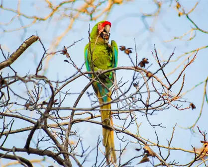 De esto trata el Tercer Festival Guacamaya Verde en Tamaulipas