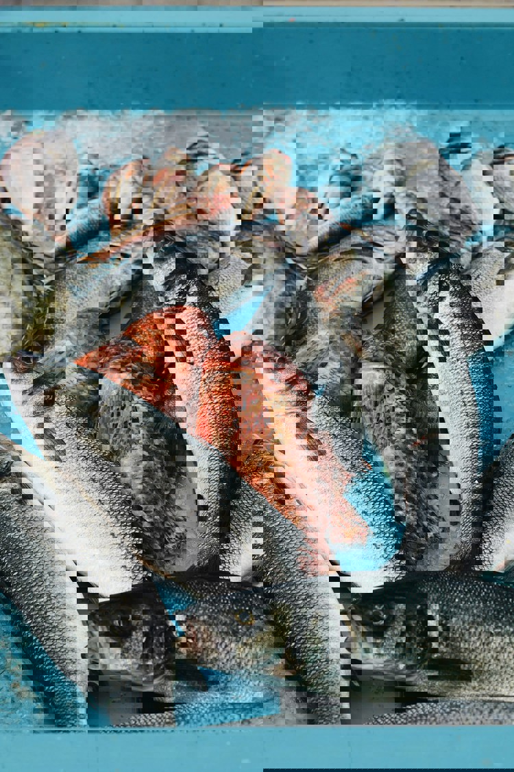 imagen-cuerpo imagen-cuerpo