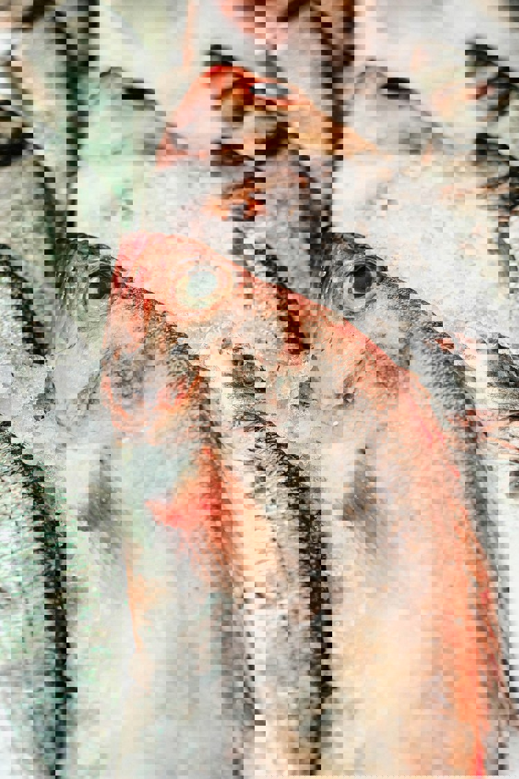 imagen-cuerpo imagen-cuerpo