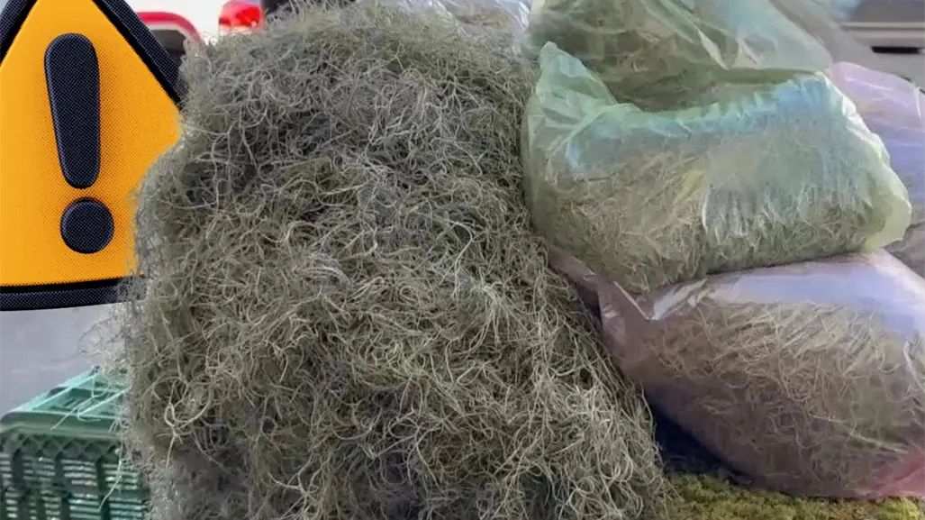 Navidad 2025 en Coahuila: ¿cómo afecta el uso de musgo y heno al medio ambiente?