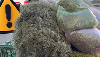 Navidad 2025 en Coahuila: ¿cómo afecta el uso de musgo y heno al medio ambiente?