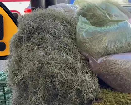 Navidad 2025 en Coahuila: ¿cómo afecta el uso de musgo y heno al medio ambiente?