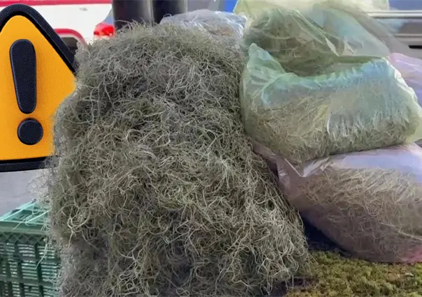 Navidad 2025 en Coahuila: &iquest;c&oacute;mo afecta el uso de musgo y heno al medio ambiente?