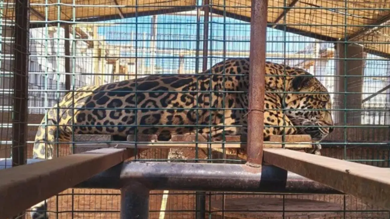 Jaguar resguardado por PROFEPA tras un cateo realizado por la Fiscalía General de la República en Los Cabos. Foto: PROFEPA